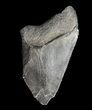 Bargain, Juvenile Megalodon Tooth - Georgia #43046-1